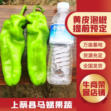 上蔡县大棚精品青皮黄皮泡椒大量上市中产地一手货源欢迎来电