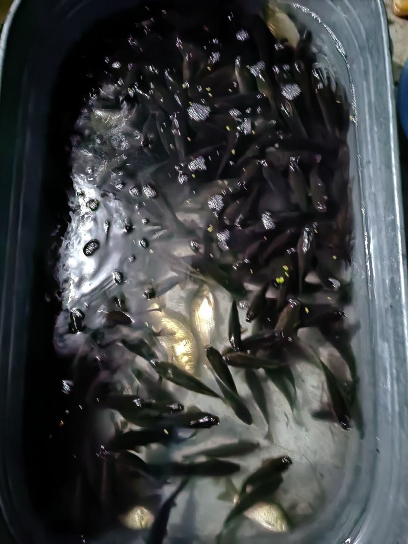 鲜活鲫鱼