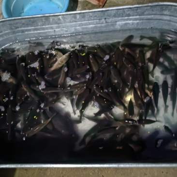 鲜活鲫鱼