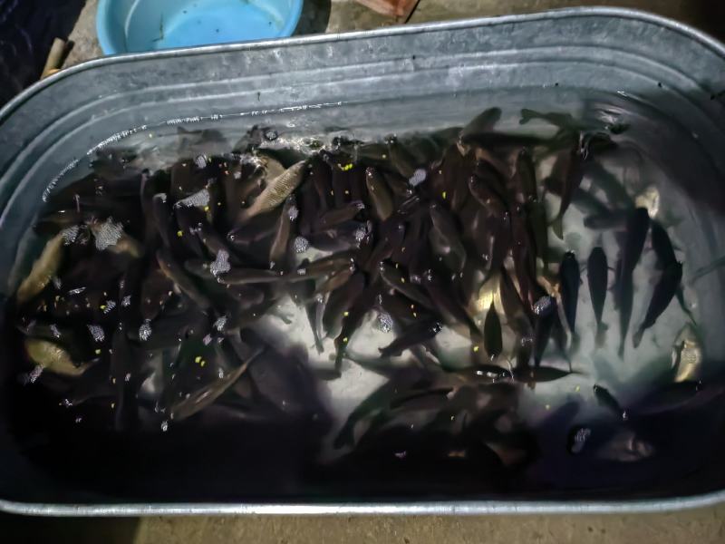 鲜活鲫鱼