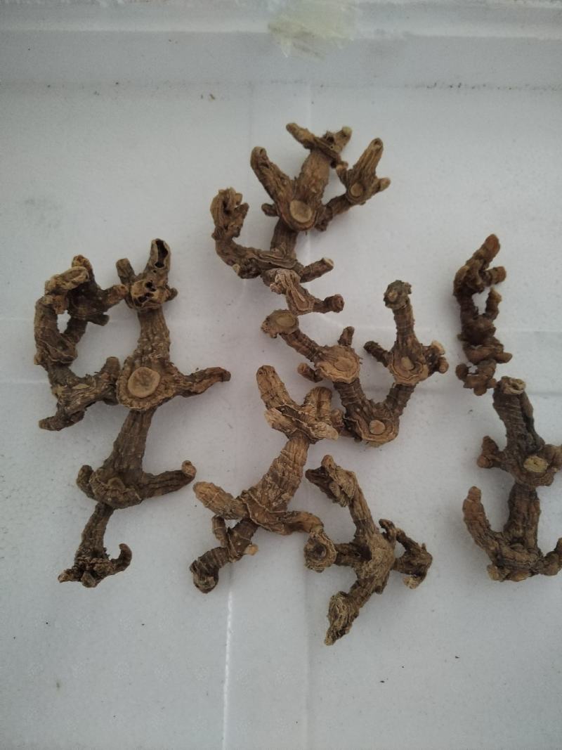 大别山纯野生紫杆黄精。药性达到国家药典标准