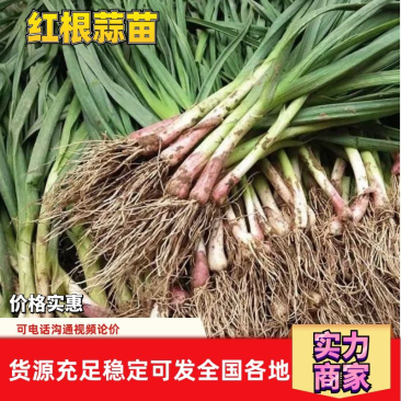 精品大棚红根蒜苗，一手货源，全国可发！
