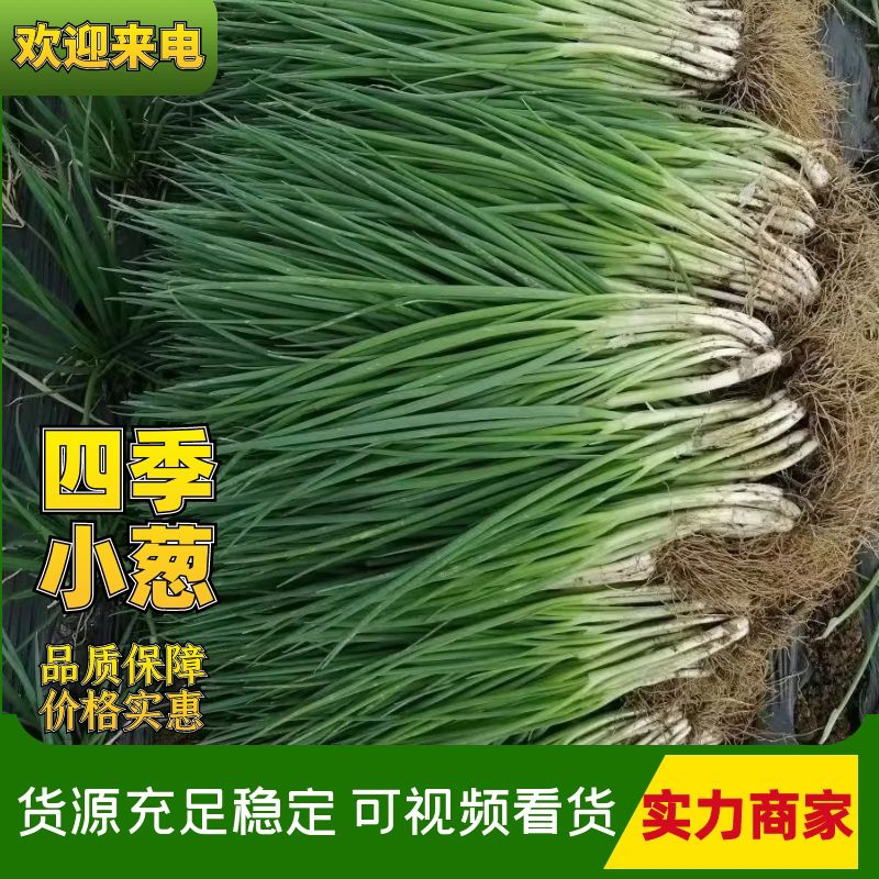 香葱，一手货源，全国可发！