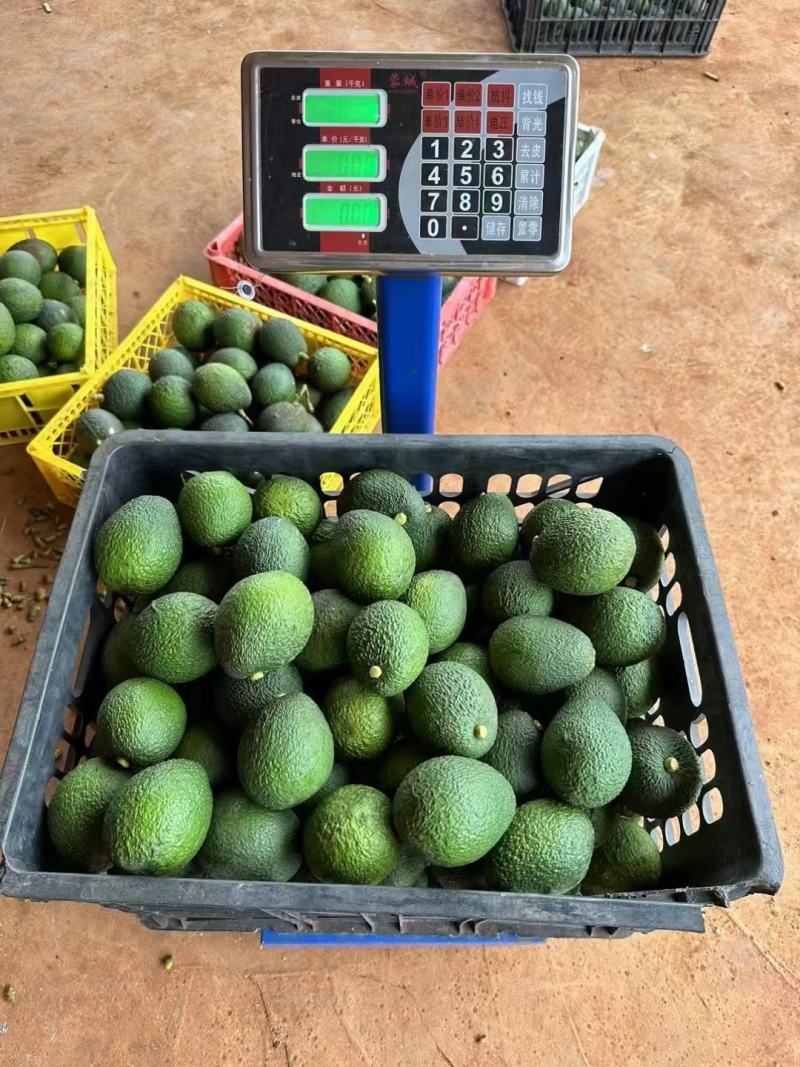 哈斯牛油果一件代发支持电商一件代发直播平台挂链接