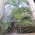 盐渍香椿芽，常年供货，质量保证，欢迎大客户莅临洽谈。