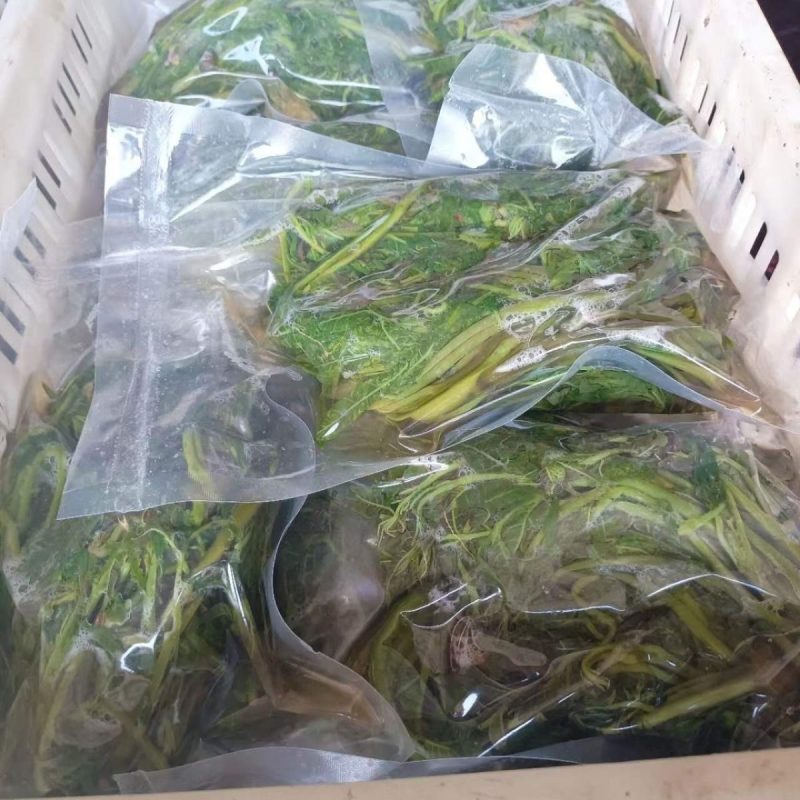 盐渍香椿芽，常年供货，质量保证，欢迎大客户莅临洽谈。