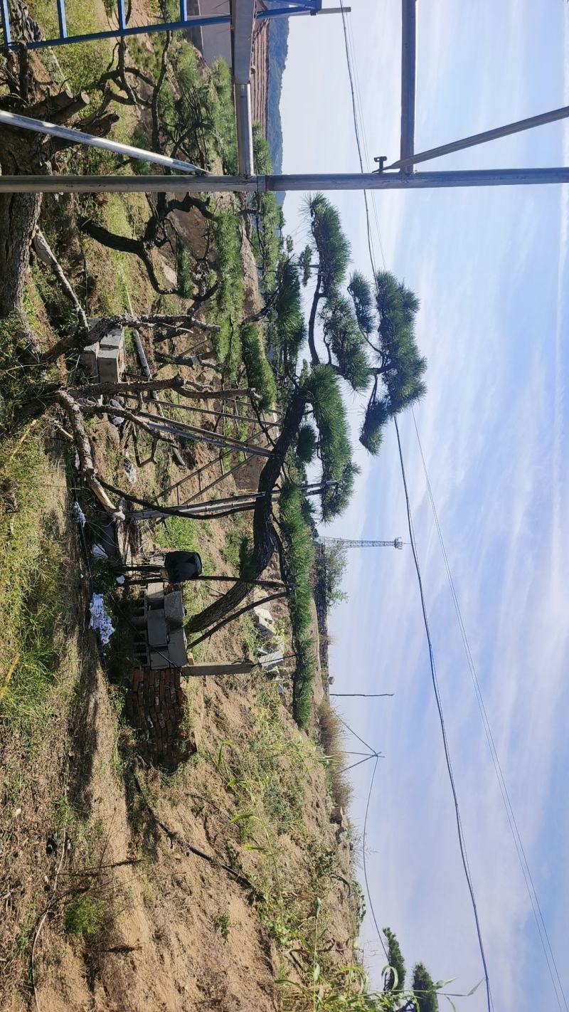 大型盆景松地景松迎客松，黑松盆景，庭院松，一棵也是批发价