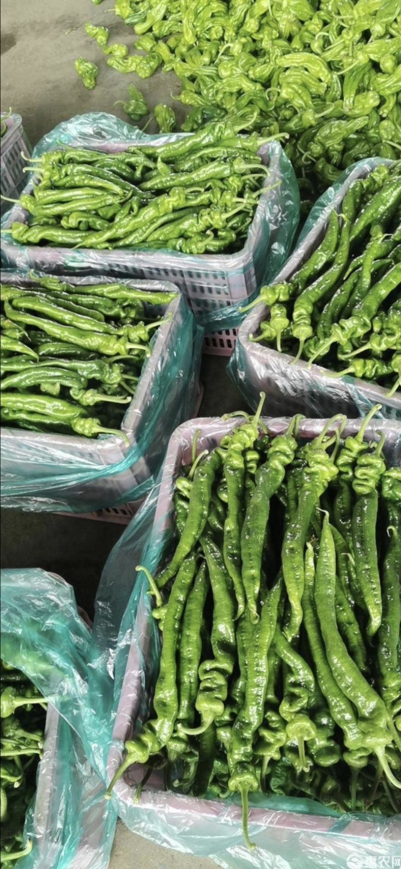 【精品】龙椒螺丝椒鲜辣椒全国一条龙发货欢迎致电