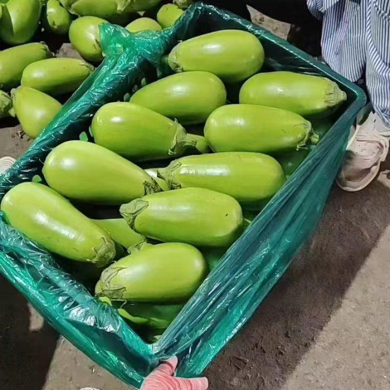 【精品】青茄子产地直发河南安阳发货一条龙全国欢迎咨询