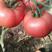 西红柿普罗旺斯西红柿硬粉西红柿现货供应批发一条龙服务