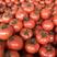 西红柿普罗旺斯西红柿硬粉西红柿现货供应批发一条龙服务