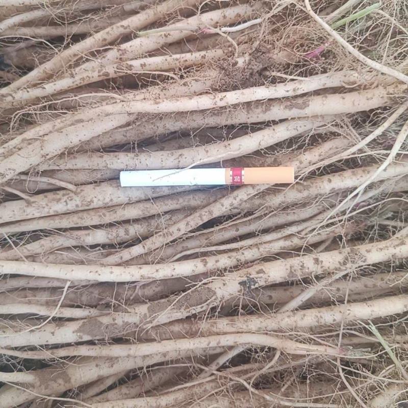 内蒙赤峰干牛膝产新