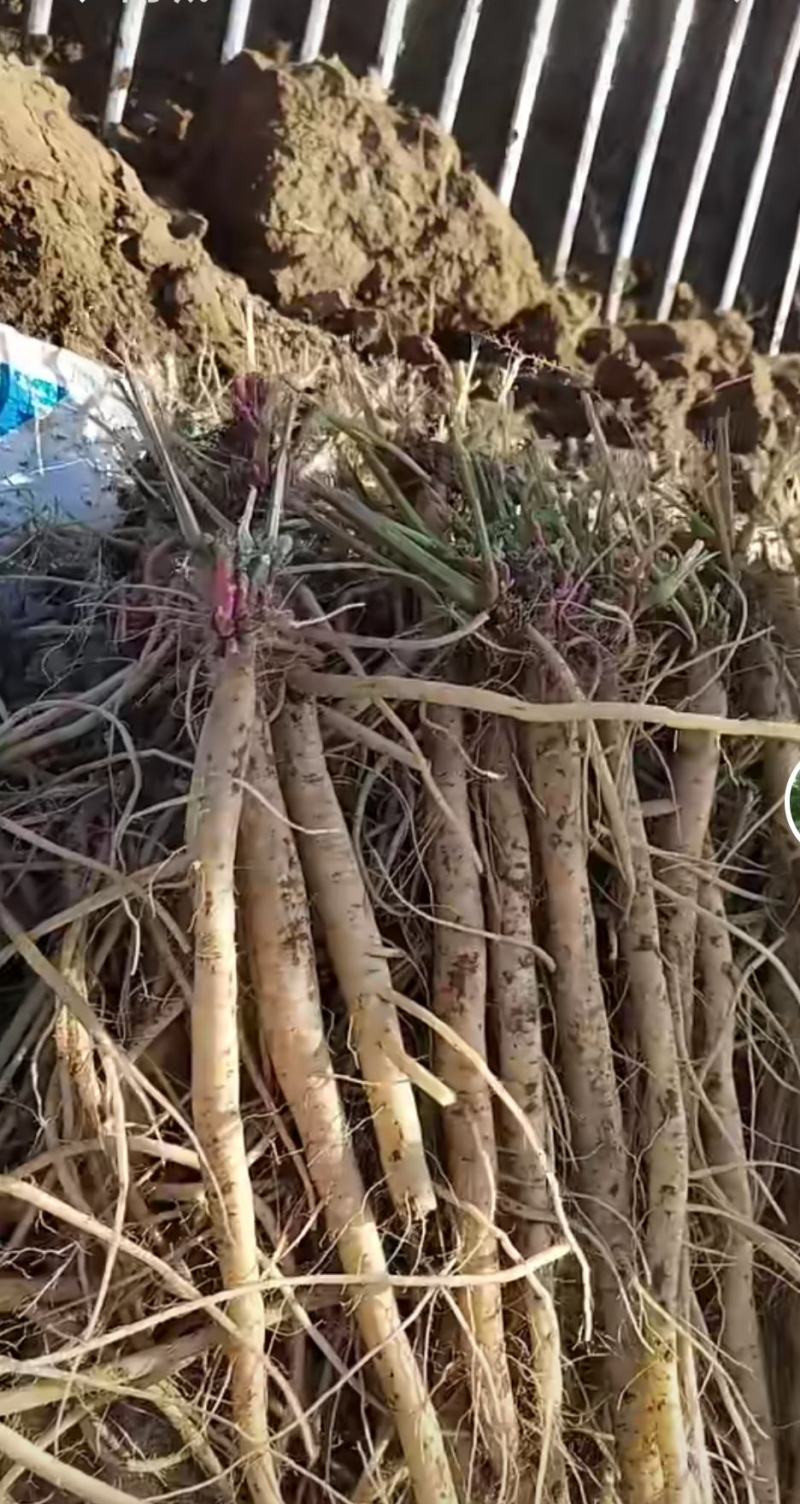 内蒙赤峰干牛膝产新