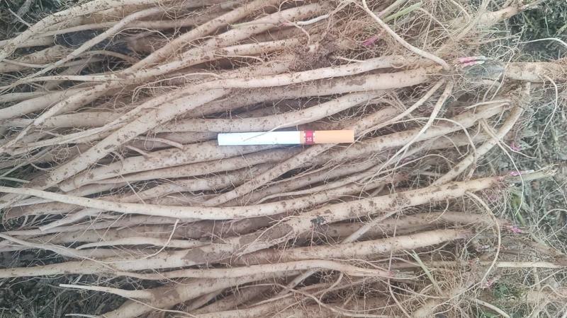内蒙赤峰干牛膝产新