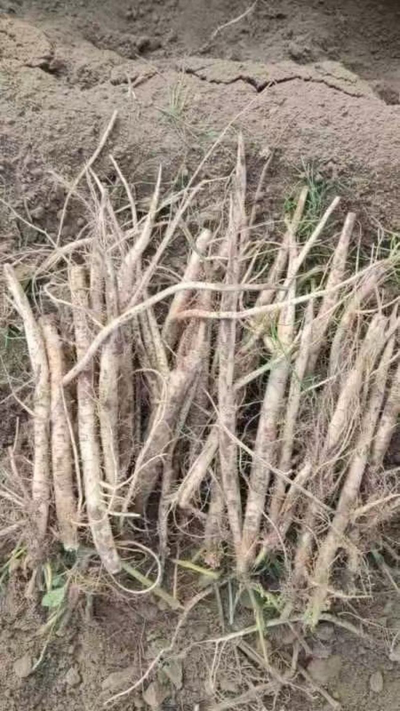 内蒙赤峰干牛膝产新