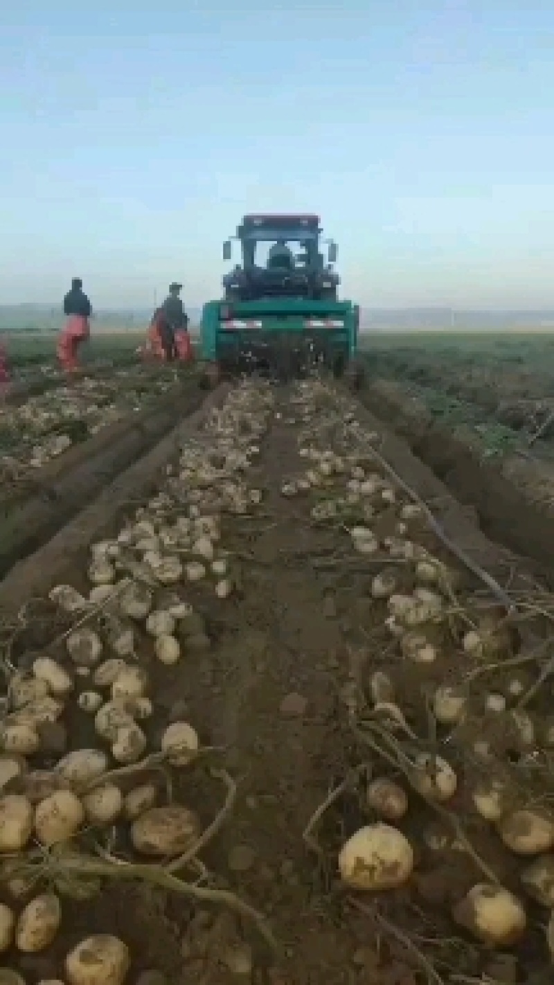 内蒙黄皮黄心土豆，什么品种都有