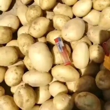内蒙黄皮黄心土豆，什么品种都有
