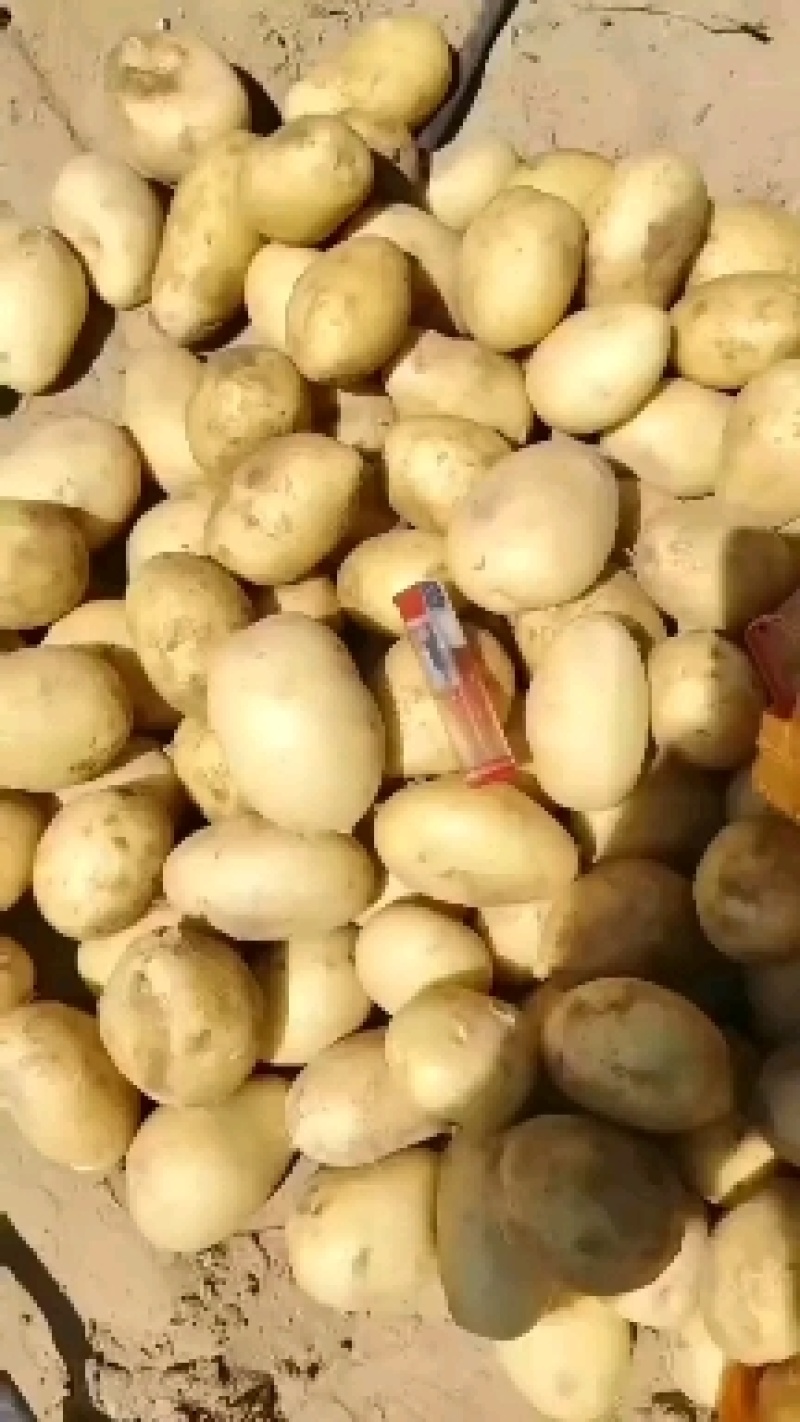 内蒙黄皮黄心土豆，什么品种都有