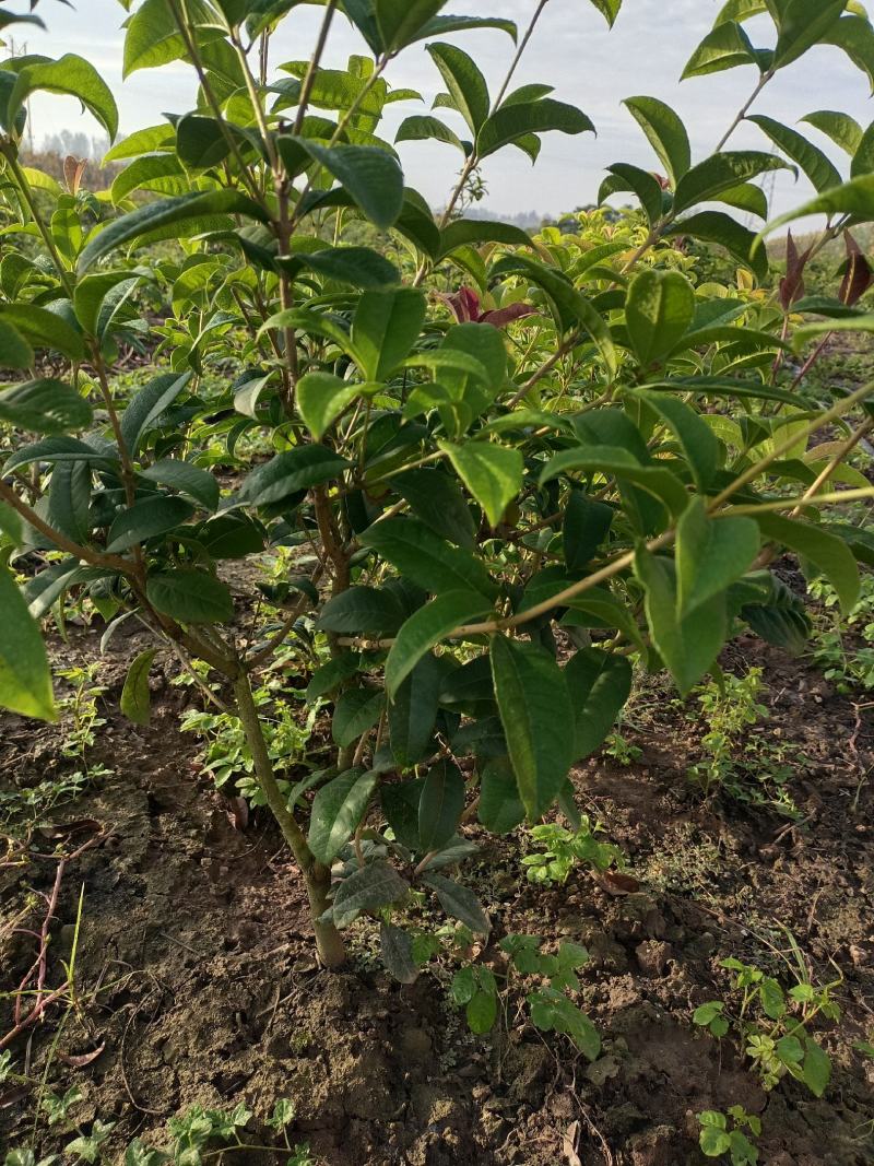 四季桂花树苗60至80公分两年苗