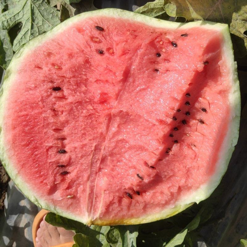 地雷西瓜