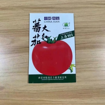 番茄大红上海903