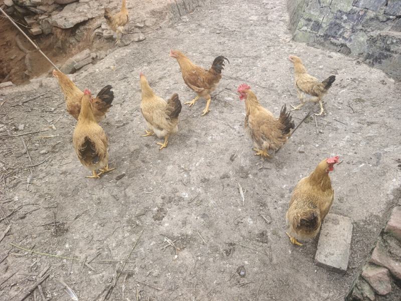 广西灵山土鸡便宜出售