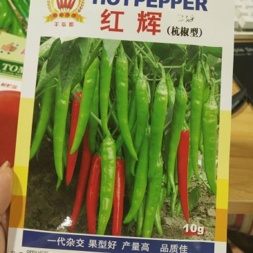 红辉杭椒种子中早熟产量高