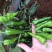 大果余干椒种子结果密抗性好品质佳