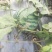 美都