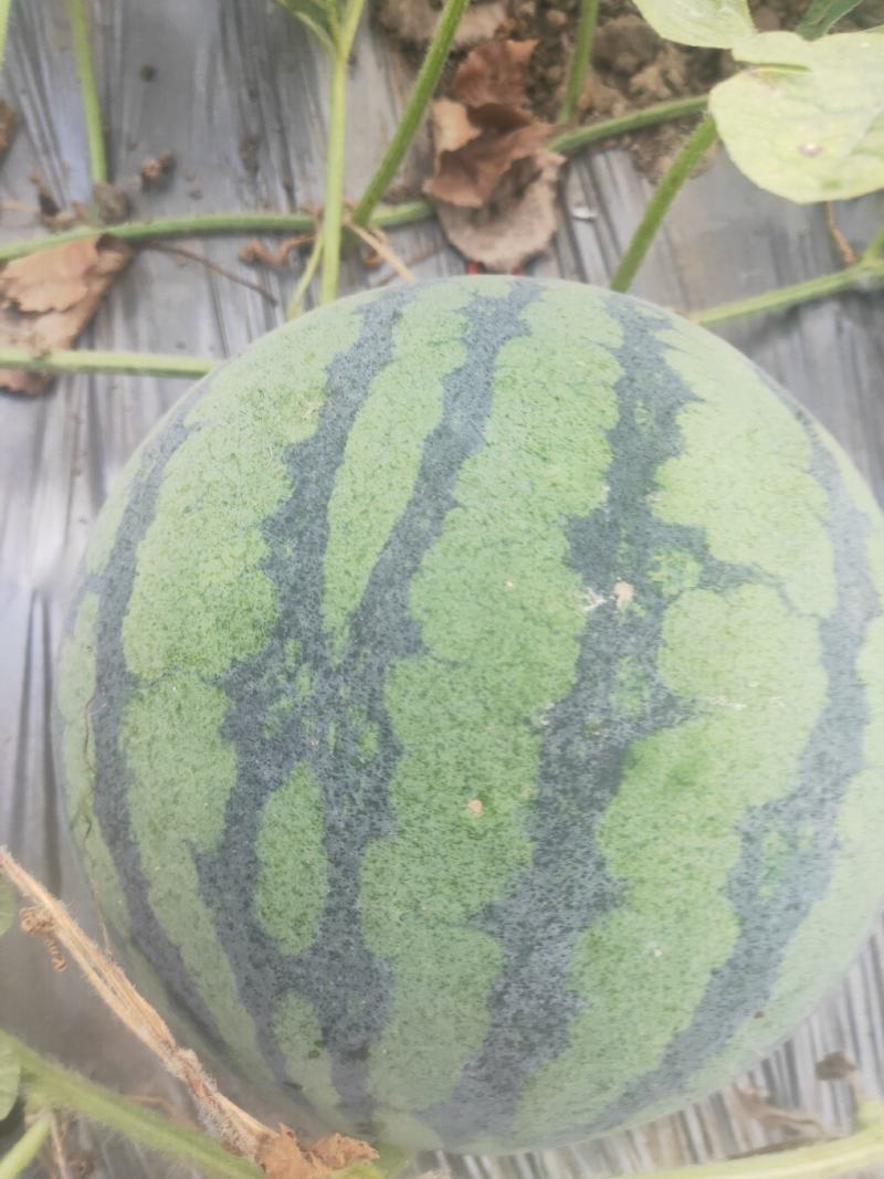 美都