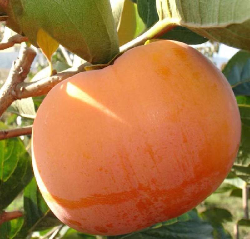 阳丰，次郎巧克力脆甜柿子大量上市产地直发保质保量欢迎订购