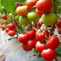 硬粉七号番茄种子抗病连续坐果强商品性好