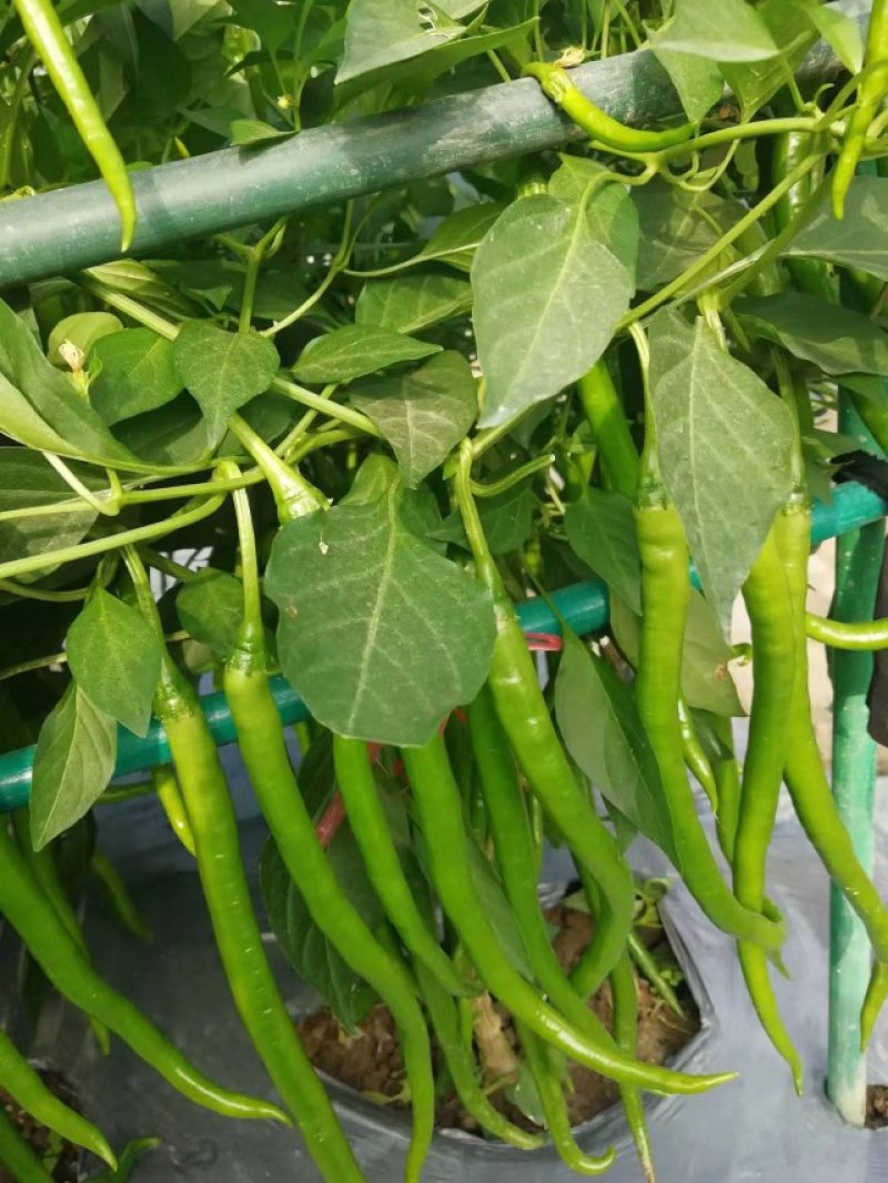 辣天下10号线椒种子