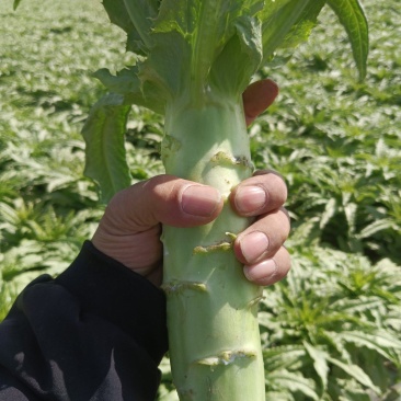 莴笋大量现货