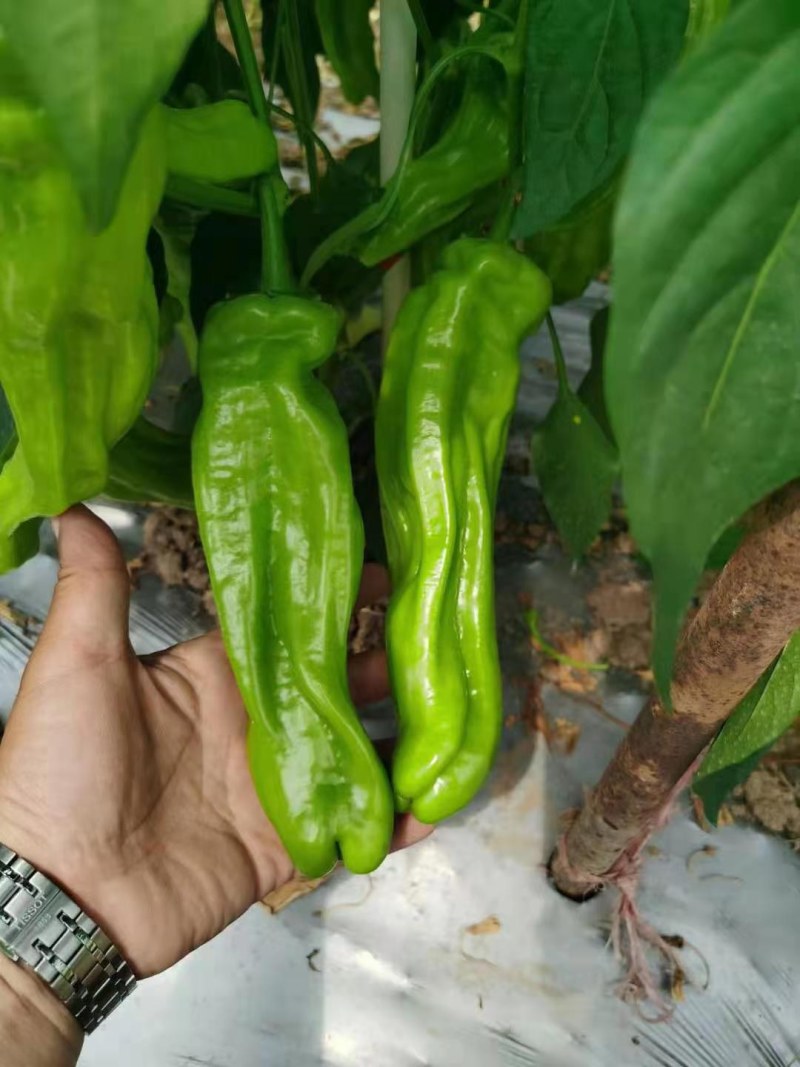 精选芜湖椒