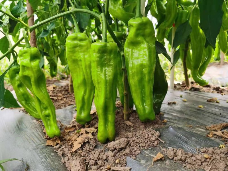 精选芜湖椒