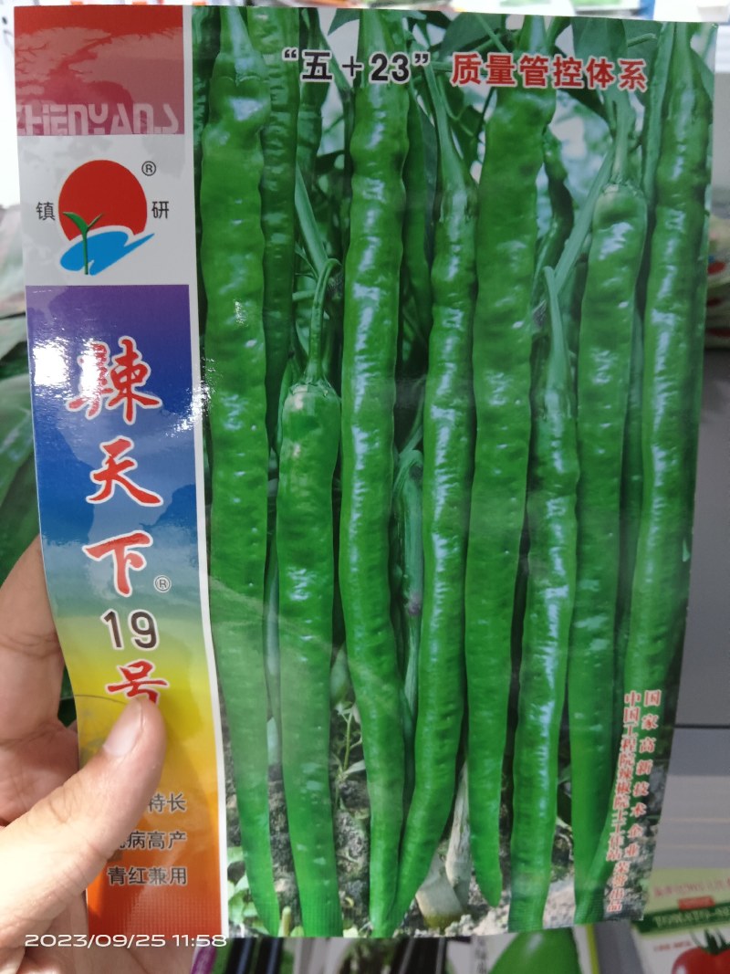 辣天下201910辣椒线椒种子