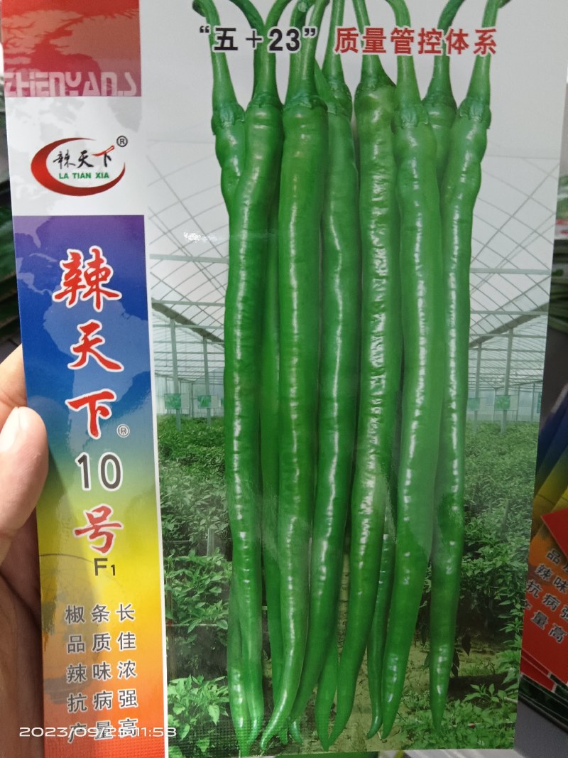 辣天下201910辣椒线椒种子