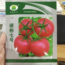 硬粉七号番茄种子耐热好坐果率高抗病