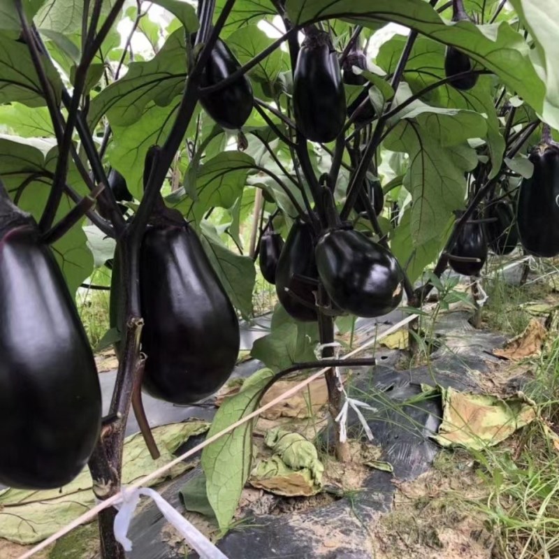 荷包二号圆茄子种子耐运耐逆抗病高产