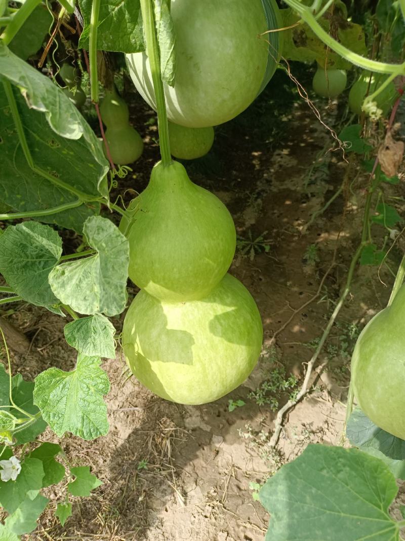 葫芦大量上市