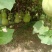 葫芦大量上市