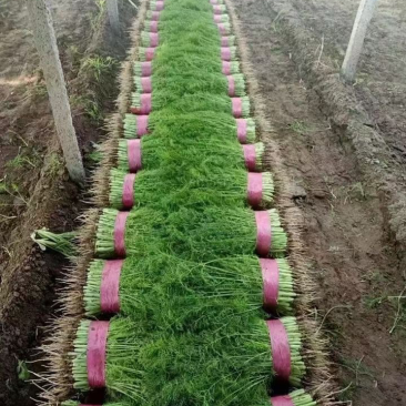 精品茴香