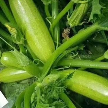绿莹140西葫芦种子