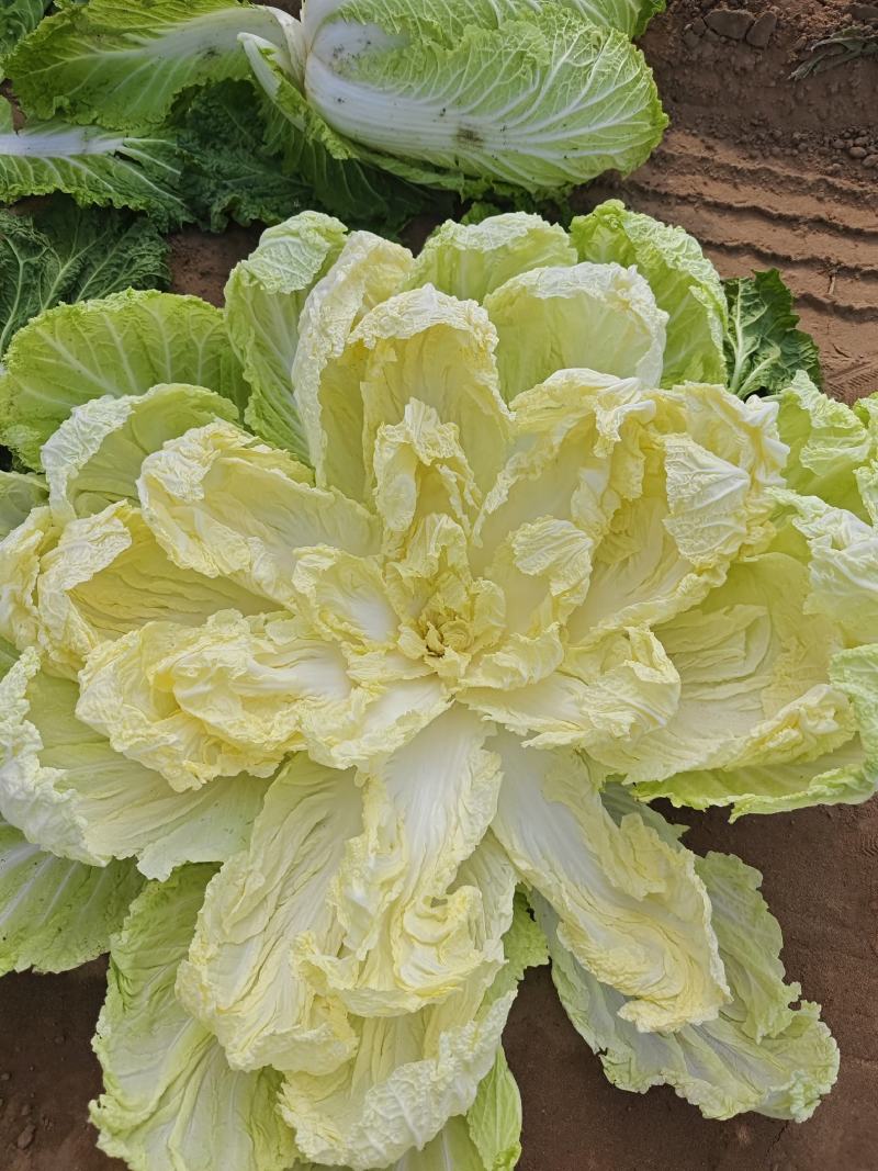 宁夏银川黄心白菜大量上市，随时发货！量大