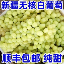 包邮【顺丰5斤】新疆无核白葡萄当季新鲜水果提子无核白葡萄