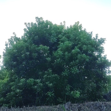 东魁杨梅树