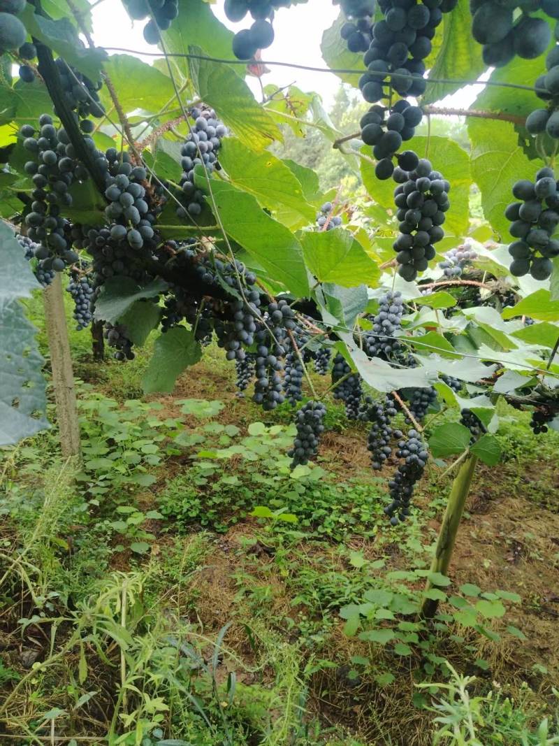 高山甜葡萄