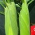 甜玉米水果玉米生吃水果玉米甜玉米