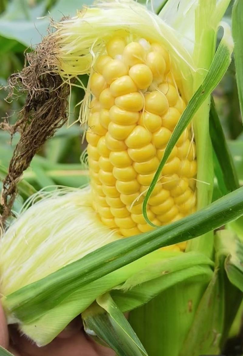 甜玉米水果玉米生吃水果玉米甜玉米